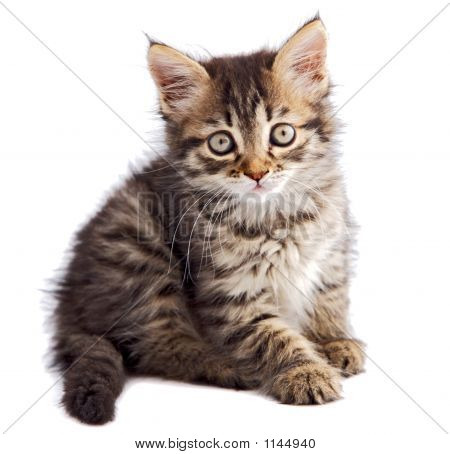 Adorable petit chat sur fond blanc