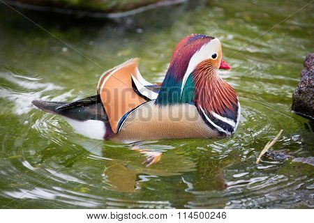 Mandarin Duck - Aix galericulata