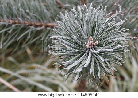 Hoarfrost On The Coniferous Twig