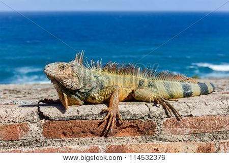 Iguana In El Morro - San Juan, Puerto Rico