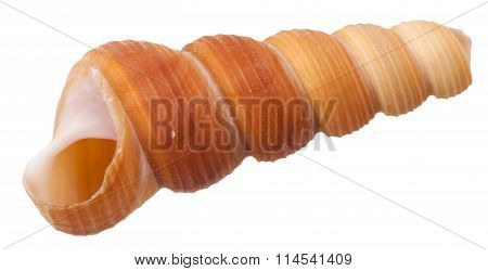 Empty Spiral Mollusk Shell Of Sea Snail Isolated