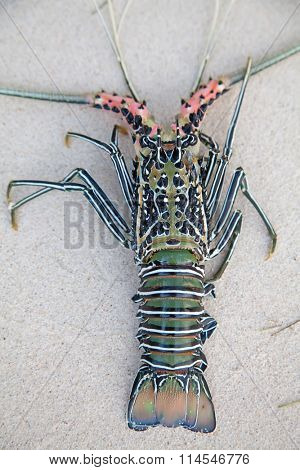 Langouste on the piece of coral