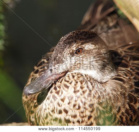 Wild duck