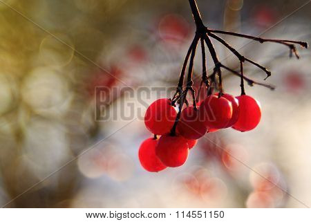 viburnum
