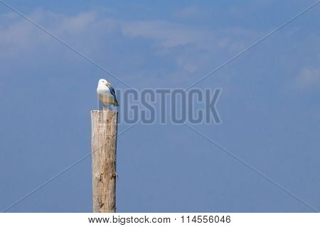 Gull Standing On Palisade