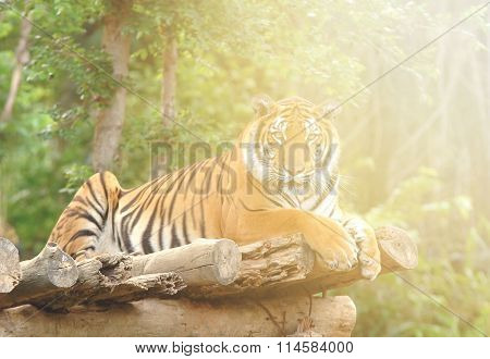 Bengal Tiger