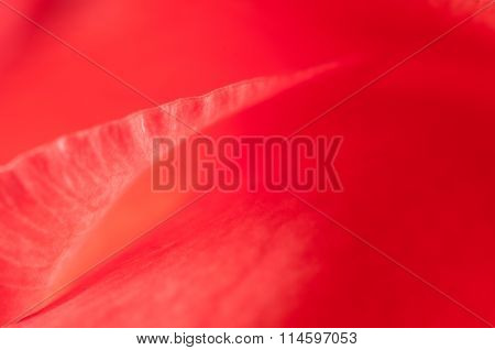 Glad Flower Fragment