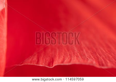 Glad Flower Fragment