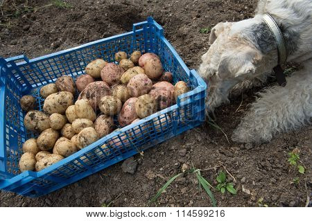 Box With Potatoes And A Fox Terrier