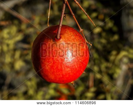 Pomegranate Macro