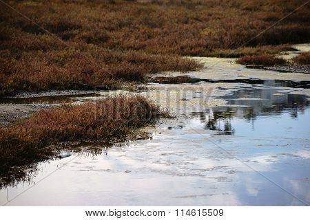 Salt marsh
