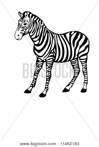 Zebra-Vektor
