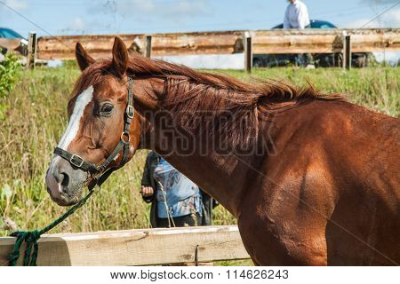 Beautiful Brown Hourse.