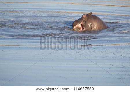 Hippo floating in a water hole in Zimbabwe