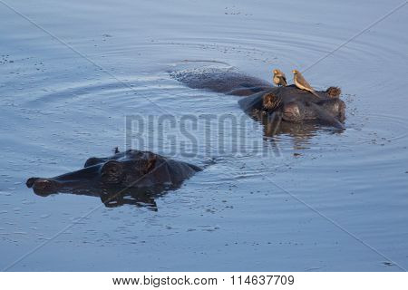 Hippos floating in water with Ox peckers