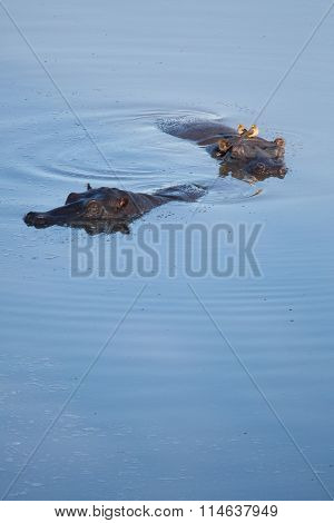 Hippo floating in a water hole in Zimbabwe