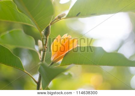 Orange flower on the branch, Jum Pee or Jum Pla, Local flower has very sweet smell