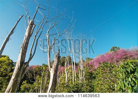 Landscape View Point Of Doi Suthep - Doi Pui Hill In Chiangmai ,
