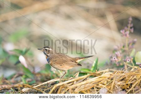 A Blue-throat Robin Bird (luscinia Svecica Cyanecula) On Ground