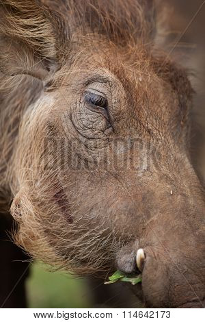 Warthog Grazing on grass in Hwange National Park