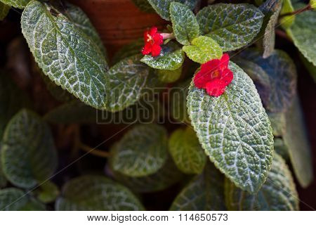 Flame Violet,episcia