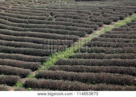Asia Thailand Chiang Rai Mae Salong Tea Plantation