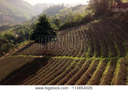 Asia Thailand Chiang Rai Mae Salong Tea Plantation