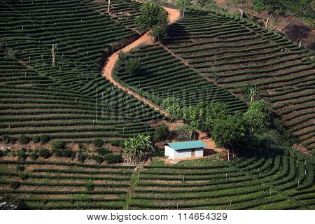 Asia Thailand Chiang Rai Mae Salong Tea Plantation