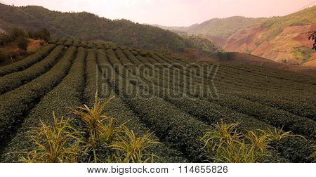 Asia Thailand Chiang Rai Mae Salong Tea Plantation