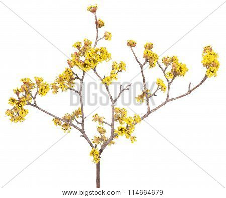 European Cornel Branch
