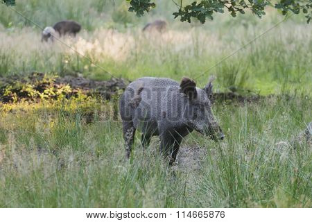 Wild boar or Eurasian wild pig during molting in wildlife