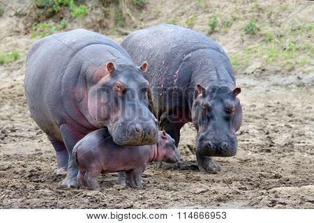 Hippo (hippopotamus Amphibius)