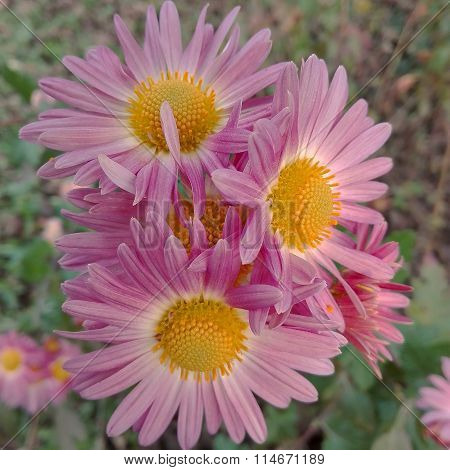 Many Aster Amellus, The European Michaelmas-daisy Colored Flowers Form A Background Or Wallpaper Of 