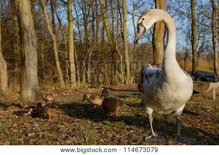 Observing And Feeding The Swans And Ducks On The Banks Of The Pond.