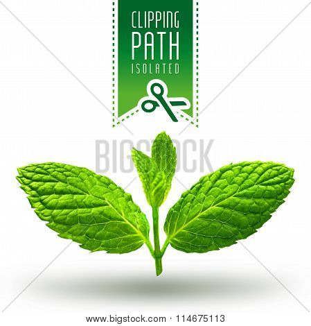 Mint isolated with clipping path