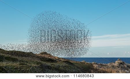 Murmuration Of Birds On The Coast Of Corsica