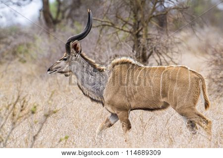 Greater Kudu In Kruger National Park
