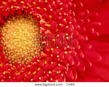 Gerber Daisy