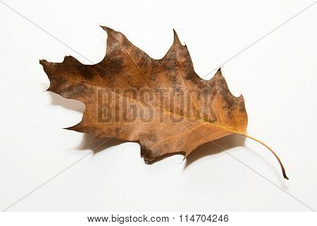 Dry Autumn Oak Leaf On  Over White