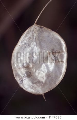 Ærlighed frø Pod