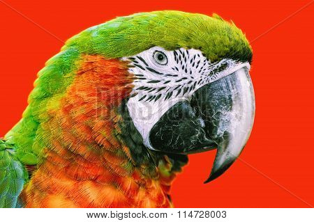 The Macaw Parrot