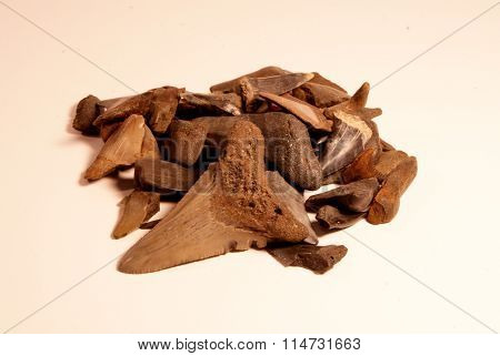 Sharks teeth