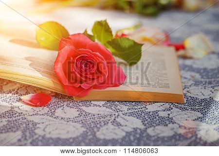 Pink Rose And Book  On Table In Sunlight, Soft Focus. Valentines