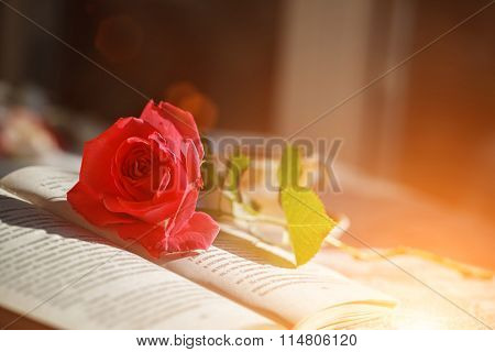 Pink Rose And Book  On Table In Sunlight, Soft Focus. Valentines Day Background