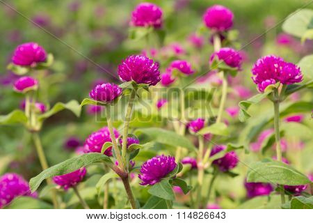 Globe Amaranth Beauty Flower, Bachelor Button