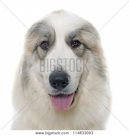 Pyrenean Mountain Dog