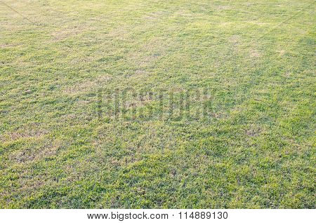 Grass Background (graphic Resource)