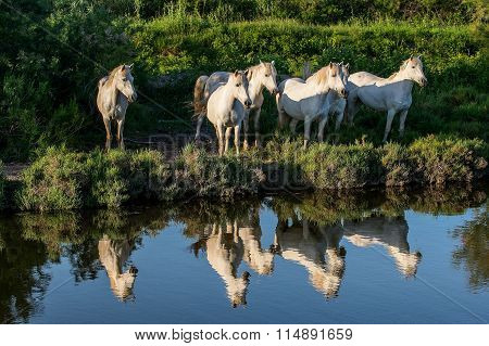 Portrait Of The White Camargue Horses Reflected In The Water.