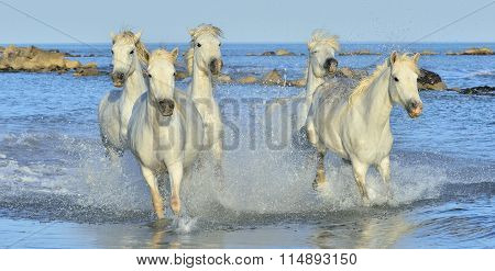 Herd Of White Camargue Horses Running On The Water .