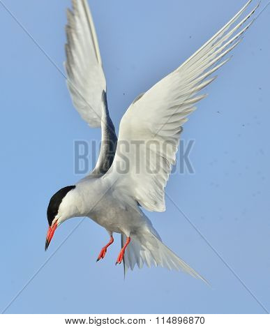 Adult Common Tern In Flight On The Blue Sky Background. Blue Sky Background